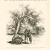 Wâdy Feirân. Acacia seyal is the same as the shittim-tree.  The Arabs lop these trees for charcoal, &c., in the cruellest and most unscientific manner.