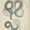 Coachwhip snake ; Kirtlands snake