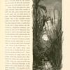 A spring in Wâdy Feirân.  To the Bedawin of Sinai, Feirân realizes paradise.