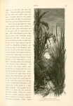 A spring in Wâdy Feirân.  To the Bedawin of Sinai, Feirân realizes paradise.