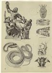 Snakes in art and snake anatomy