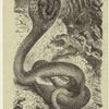 Cobra di Capello -- Naja tripudians