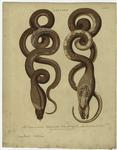The coeus, or secret viper; and the cobra de capello, or spectacle -- headed viper