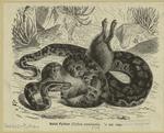 Natal python (Python natalensis)