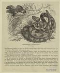 Rattlesnake--Uropsophus durissus