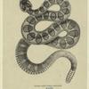 Crotalus lucifer, Oregon rattle-snake