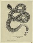 Crotalus lucifer, Oregon rattle-snake