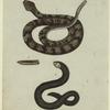 Crotalus horridus--rattlesnake ; moray