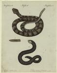 Crotalus horridus--rattlesnake ; moray