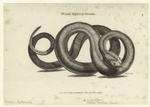 Wood rattle-snake