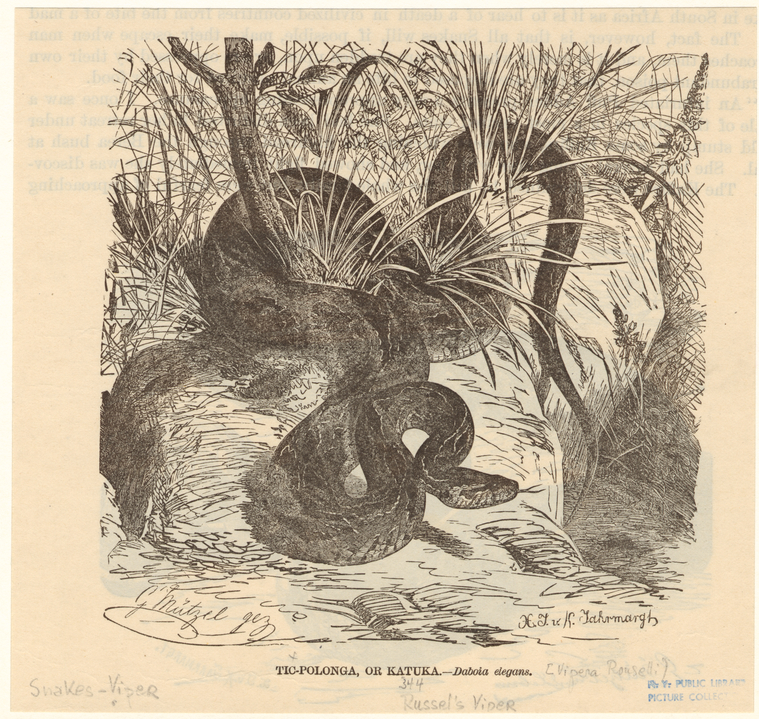 Tic-Polonga, or Katuka - Dabboia elegans - NYPL Digital Collections