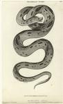 Russelian snake
