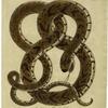 The Clotho, or deadly viper