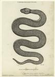 Copper-bellied snake