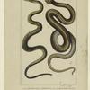 Ophidiens ou serpents