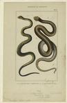 Ophidiens ou serpents