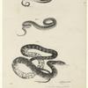 Ring snake ; small brown snake ; water snake