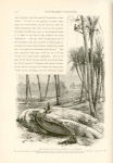 The fallen statue of Rameses II at Memphis.  The soft mud in which it is embedded has perfectly preserved the well-cut features and all the front part of the figure.  During about eight months of the year it is partly covered by the waters of the overflowing Nile.