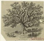 The Charter oak