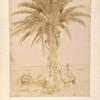 Date palm in full beauty.