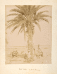 Date palm in full beauty.