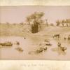 Study of water buffaloes.