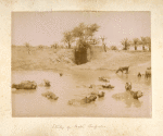 Study of water buffaloes.
