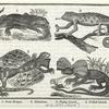 Types of lizards, 19th century