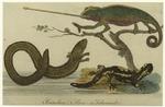 Camelion ; Siren ; Salamander