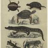 Tortoises, turtle, alligator, salamander, lizard