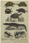 Tortoises, turtle, alligator, salamander, lizard