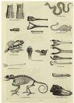 Reptiles and their skeletons and fossils
