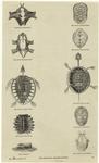 Anatomy of turtles, 19th century