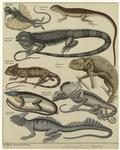 Lizards of various types
