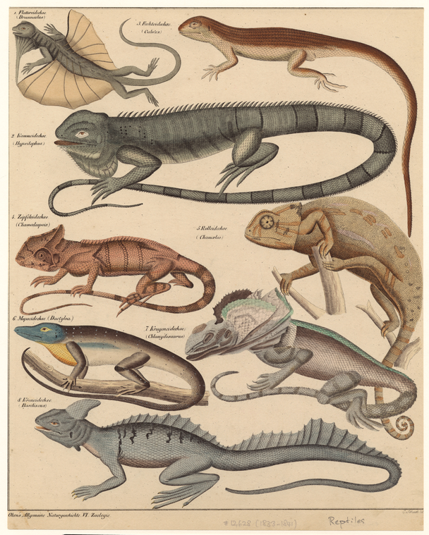 Lizards of various types - NYPL Digital Collections