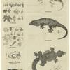 Egyptian gecko ; Milius's gecko ; Seychelles gecko ; Smooth headed gecko ; Banded gecko