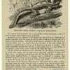 Fringed tree gecko--Ptychozóön hamalocéphaia