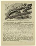 Fringed tree gecko--Ptychozóön hamalocéphaia