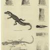 Anatomy of a caiman and a crocodile