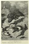 A brood of alligators hatching
