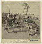 Men pulling a captured alligator onto a ox driven cart