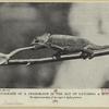 A photograph of a chamæleon in the act of catching a butterfly