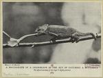 A photograph of a chamæleon in the act of catching a butterfly