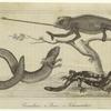 Caelion ; Siren ; Salamander