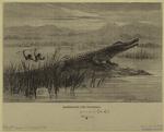 Harpooning the crocodile