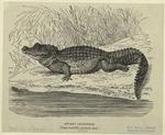 Stumpy crocodile (one-twelfth natural size.)