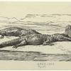 Egyptian crocodiles