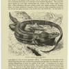 Cyclura tophoma, great iguana