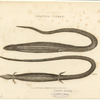 Azure lizard - NYPL Digital Collections