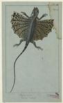 Draco volans, [or] Flying lizard